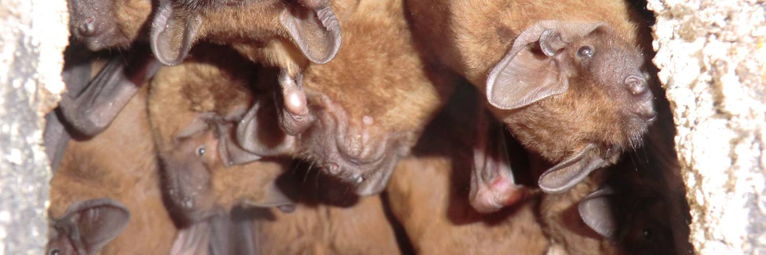 Beddington Park Bat Walk
